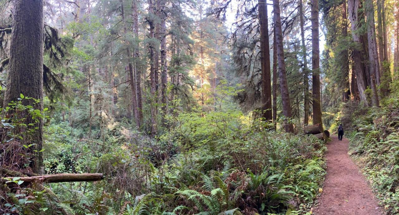 Glamping In The Redwoods With A Hot Tub! Hotel Garberville Exterior foto